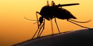 Malaria prevalence in Edo 30% – Govt