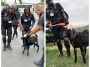 Goat 'arrested' for attacking dog and primary school pupils in South Africa