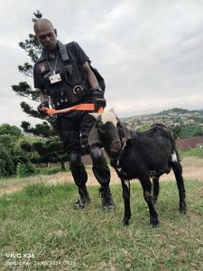 Goat 'arrested' for attacking dog and primary school pupils in South Africa